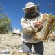 مشکلات عسل طبیعی در ایران