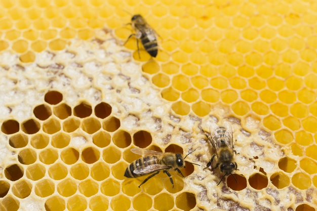 نحوه جدا کردن موم از عسل